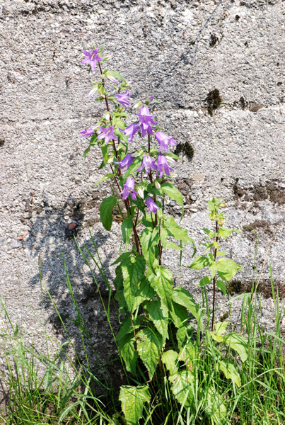 Campanula trachelium / Campanula selvatica