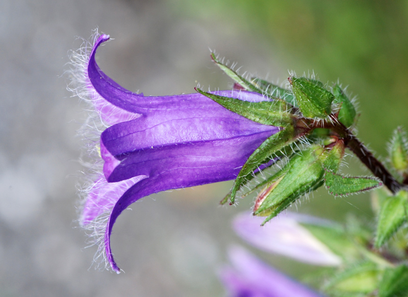 Campanula trachelium / Campanula selvatica