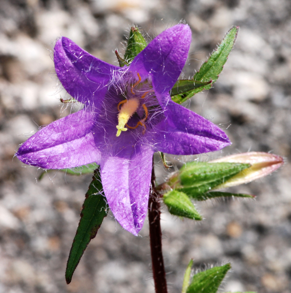 Campanula trachelium / Campanula selvatica