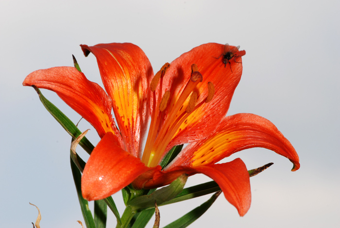 Lilium bulbiferum subsp. croceum / Giglio di S.Giovanni