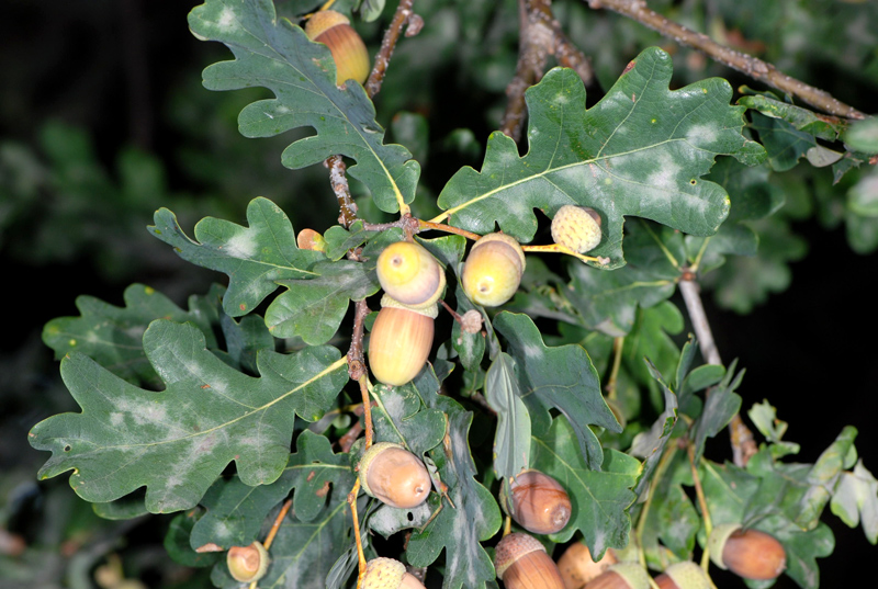 Quercus robur x pubescens