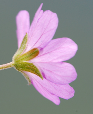 Geranium pyrenaicum / Geranio dei Pirenei