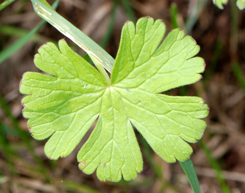 Geranium pyrenaicum / Geranio dei Pirenei