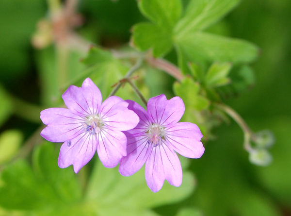 Geranium pyrenaicum / Geranio dei Pirenei