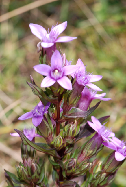 Genzianelle da identificare