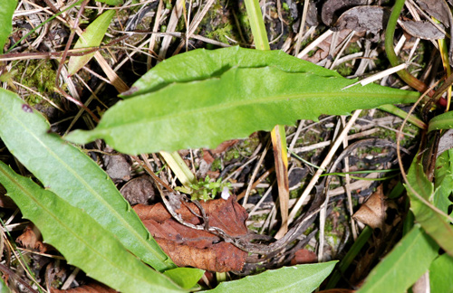 asteracea da determinare - Leontodon sp.