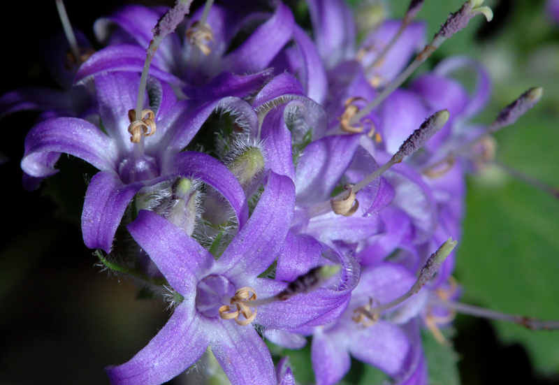 Campanula elatinoides /  Campanula di Lombardia