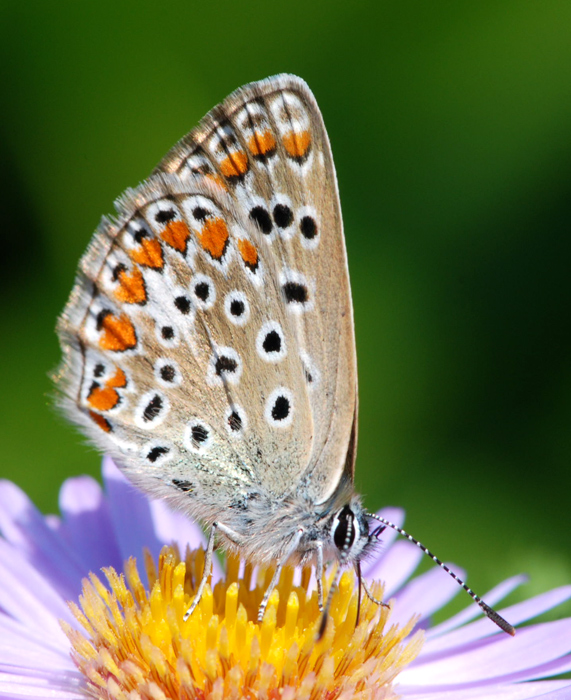 Polyommatus icarus