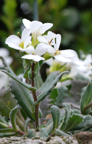 Arabis alpina