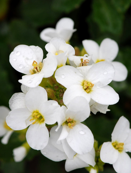Arabis alpina