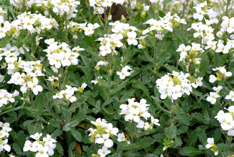 Arabis alpina