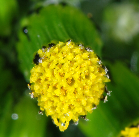 Senecio vulgaris / Senecione comune