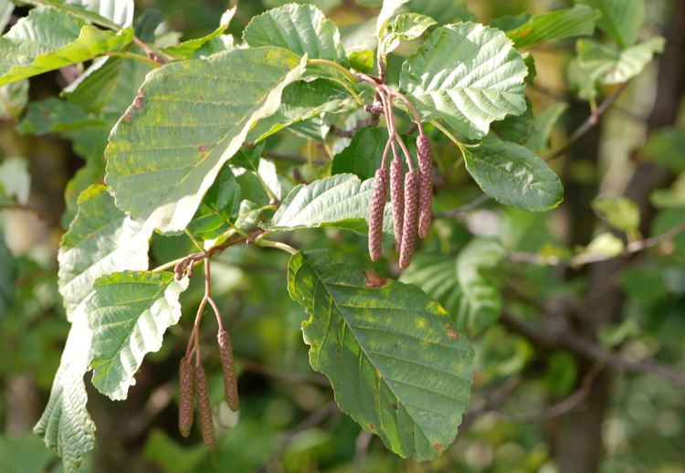 Alnus glutinosa / Ontano nero, Ontano comune