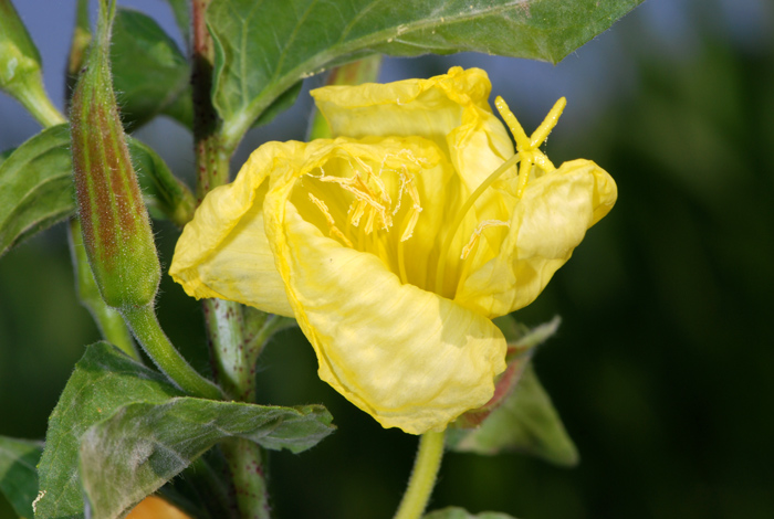 Oenothera sp.