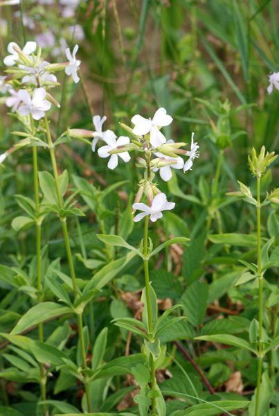 Saponaria officinalis / Saponaria comune