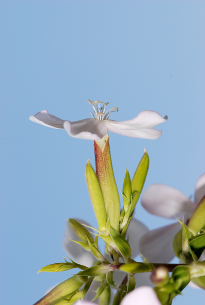Saponaria officinalis / Saponaria comune