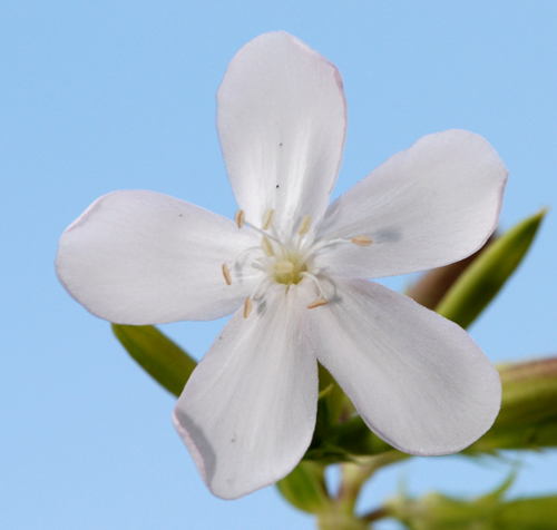 Saponaria officinalis / Saponaria comune