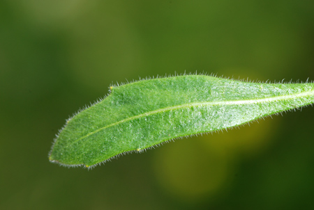 Biscutella laevigata