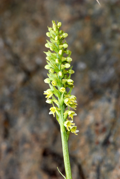 Pseudorchis albida