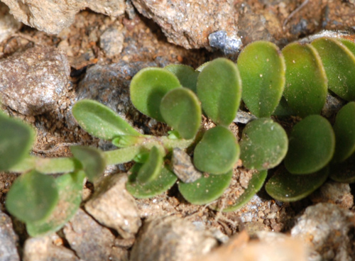 Veronica fruticans / Veronica fruticosa