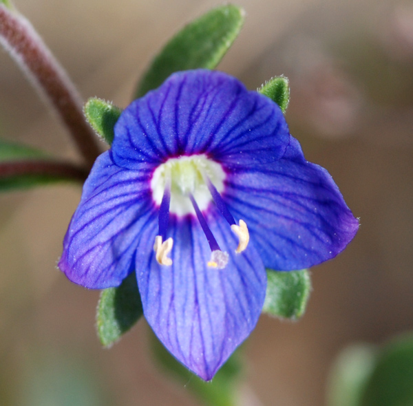 Veronica fruticans / Veronica fruticosa
