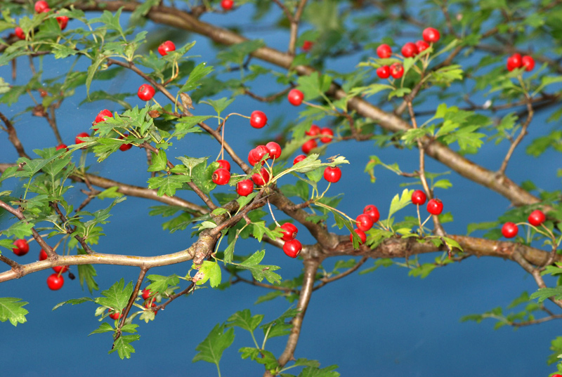 Crataegus monogyna / Biancospino comune