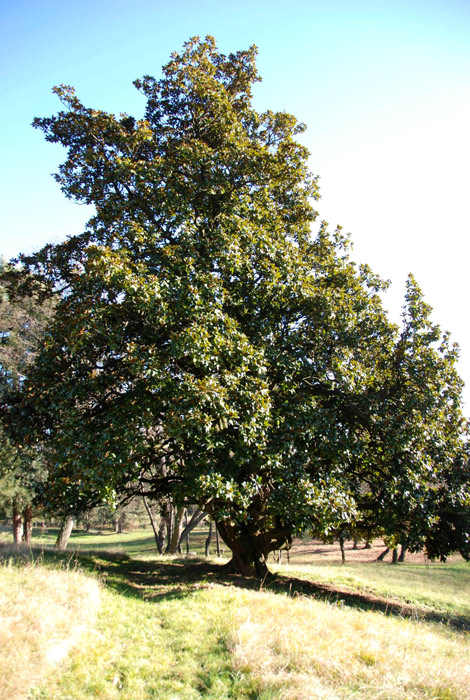 Magnolia grandiflora / Magnolia