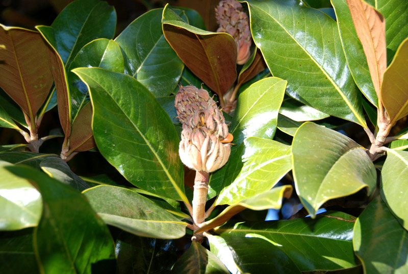 Magnolia grandiflora / Magnolia