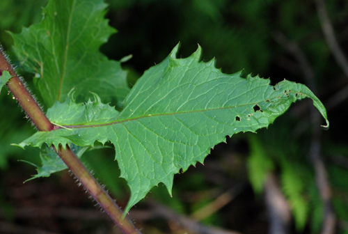 Cicerbita alpina / Lattuga alpina