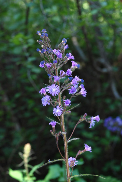 Cicerbita alpina / Lattuga alpina