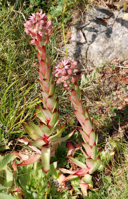 Sempervivum tectorum / Semprevivo dei tetti