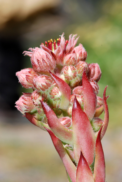 Sempervivum tectorum / Semprevivo dei tetti
