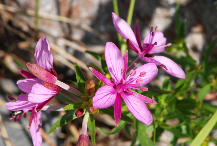 Chamaenerion fleischeri (ex Epilobium fleischeri)