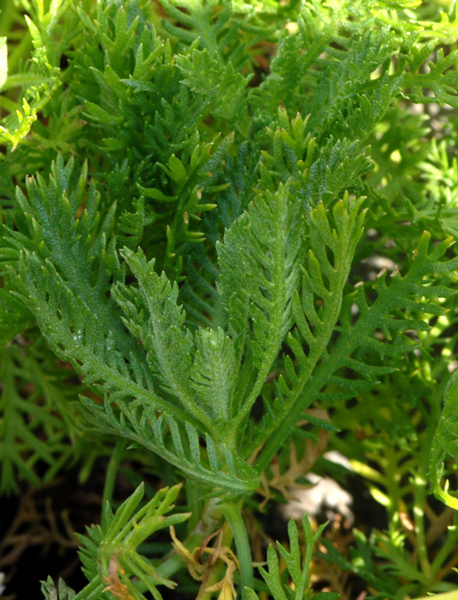 Achillea erba-rotta subsp. moschata (=A,moschata) / Millefoglio del granito