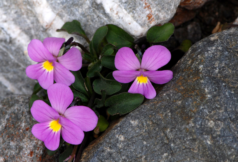 Viola comollia / Viola di Comolli