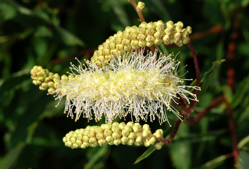 Sanguisorba dodecandra / Salvastrella orobica