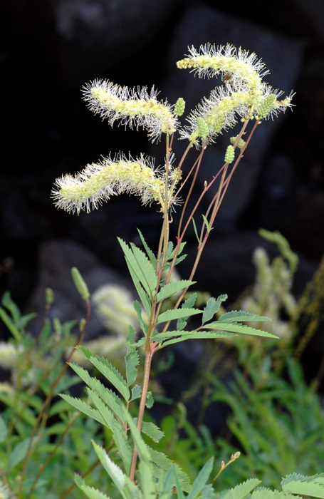 Sanguisorba dodecandra / Salvastrella orobica