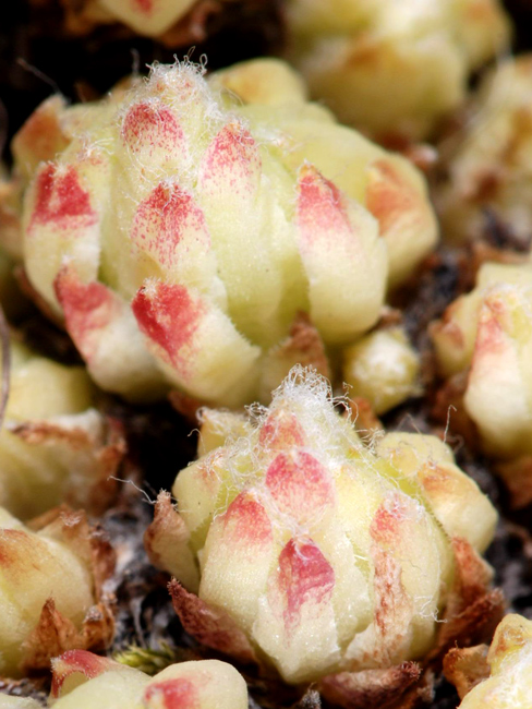 Sempervivum arachnoideum / Semprevivo ragnateloso