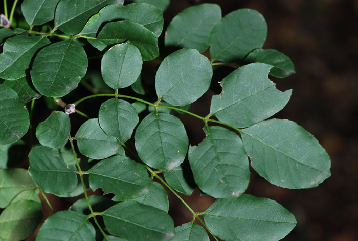 alberello da determinare