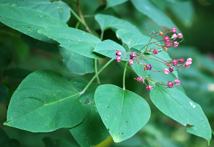 Clerodendrum trichotomum / Clorodendro (pianta coltivata)