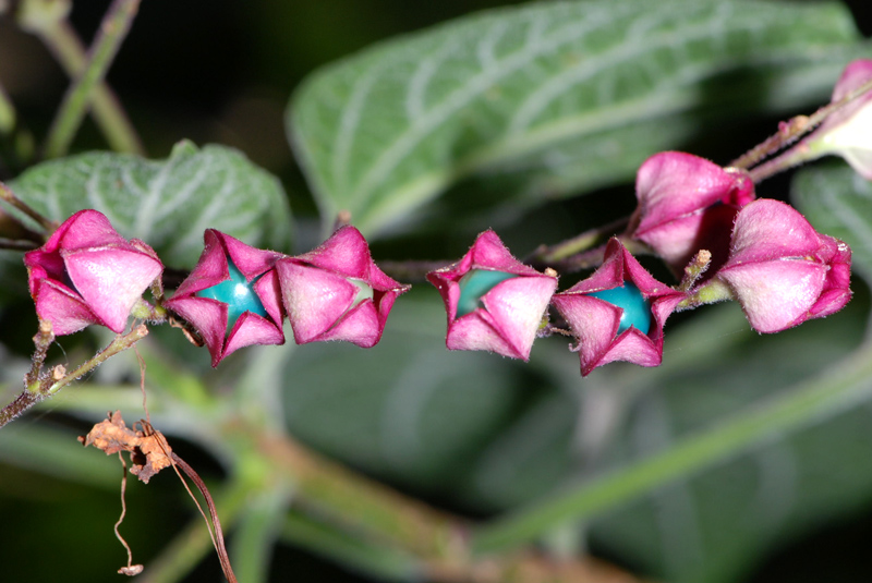 Clerodendrum trichotomum / Clorodendro (pianta coltivata)