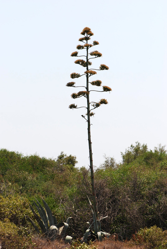 Torre Guaceto