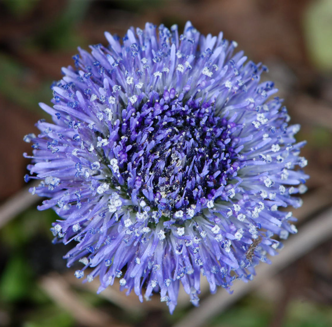 Globularia bisnagarica  / Vedovelle dei prati