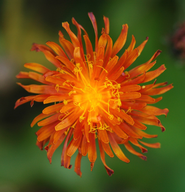 Crepis aurea / Crepide aranciata