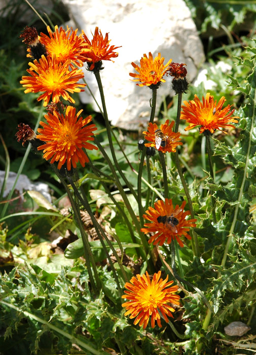 Crepis aurea / Crepide aranciata