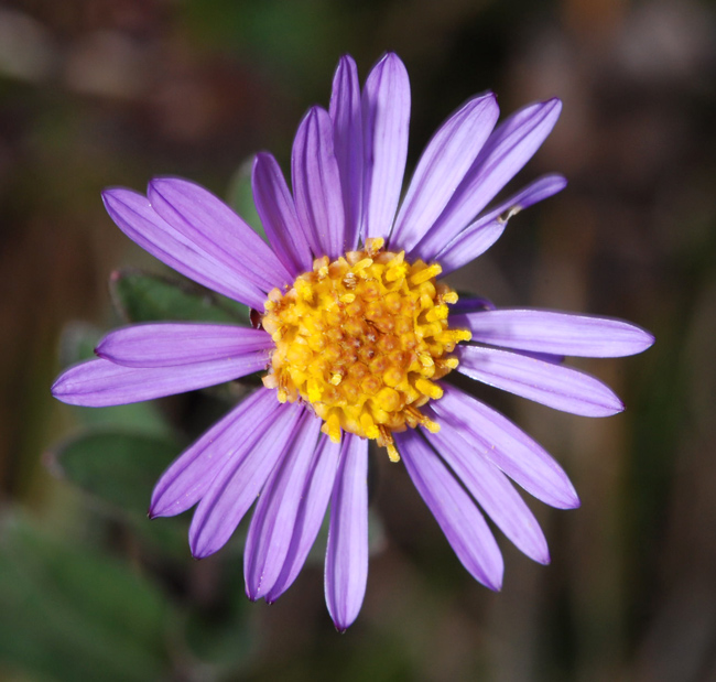 Aster amellus / Amello / Astro di Virgilio