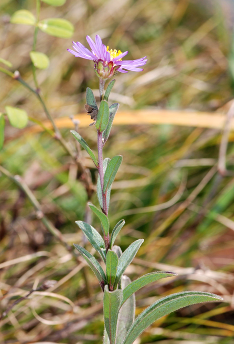 Aster amellus / Amello / Astro di Virgilio