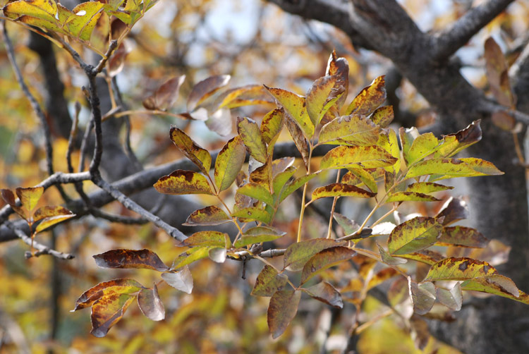 Fraxinus ornus / Orniello, Frassino da manna