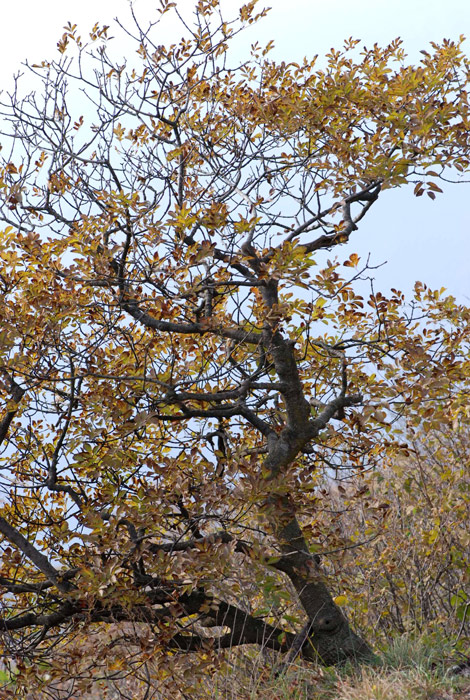 Fraxinus ornus / Orniello, Frassino da manna