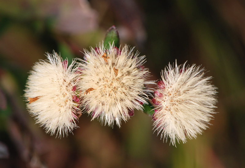 Aster amellus / Amello / Astro di Virgilio